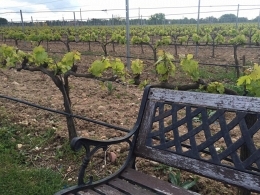 EL MILAGRO DEL VINO ESTÁ EN MARCHA